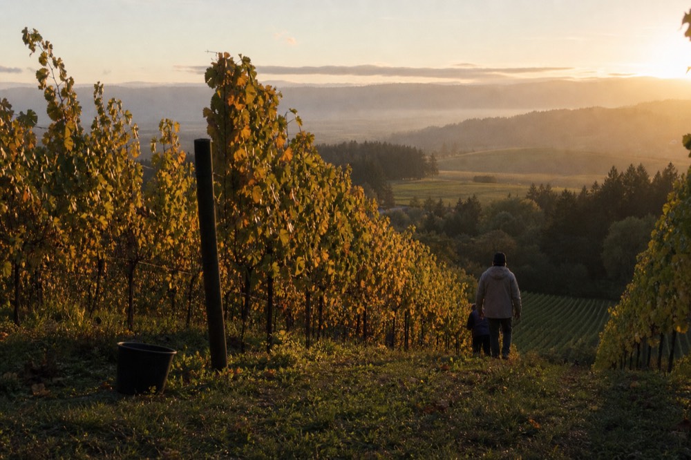 Rows of grapevines on a hillside near McMinnville Oregon at golden hour