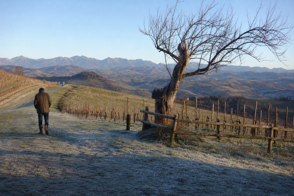 Rolling vineyard slopes with distant mountain ridgelines in Oregon wine country