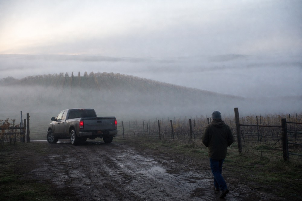Fog drifting over low rolling vineyard hills in the Willamette Valley at sunrise