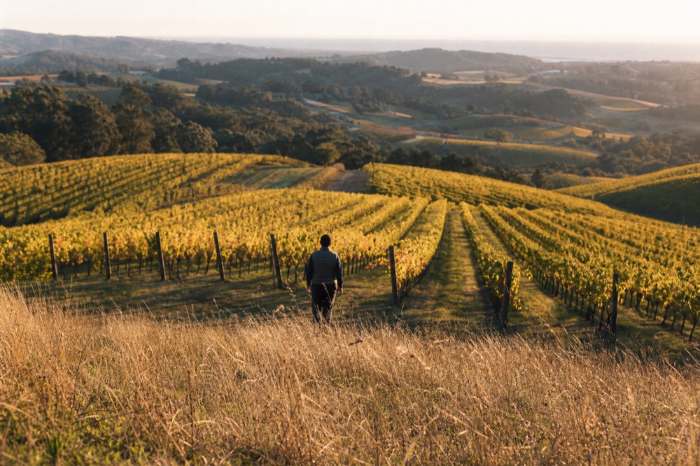 Golden late-afternoon light over rows of grapevines on a valley slope