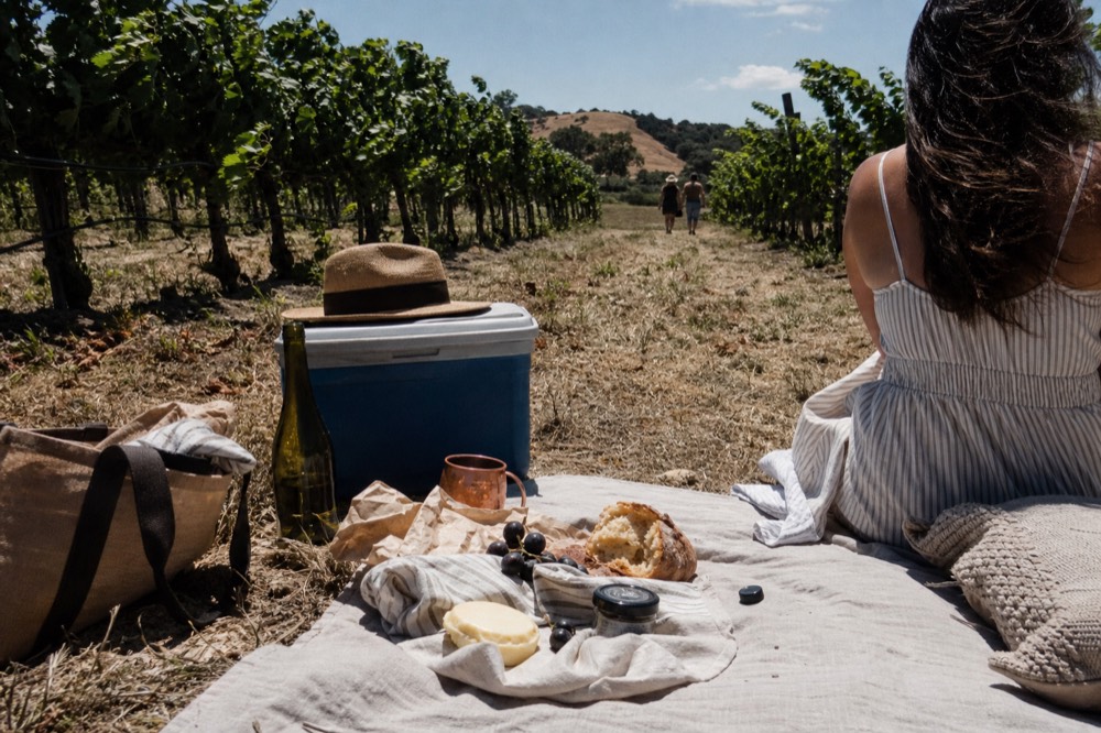 A picnic lunch laid out beside Willamette Valley vineyard rows