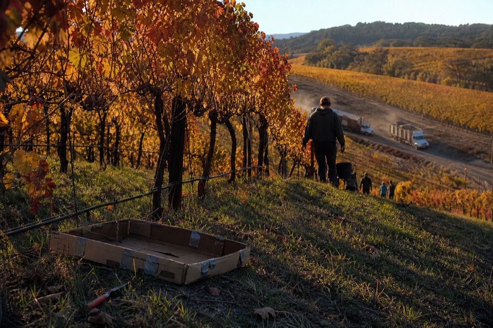 Golden vineyard rows on a Dundee Hills slope in early autumn