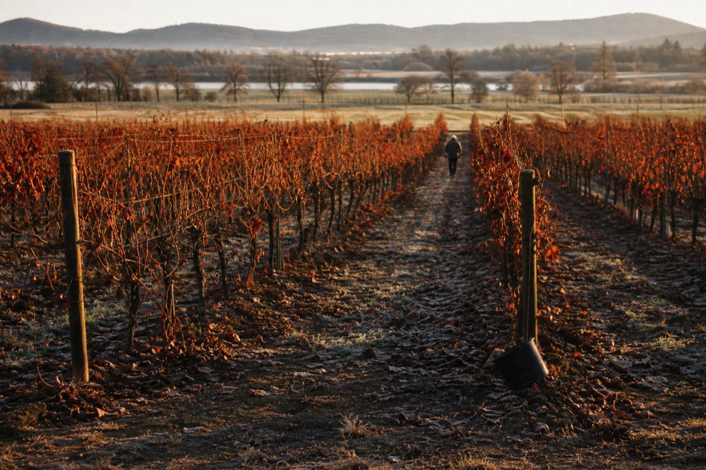Vineyard rows in autumn with reddening grape leaves near McMinnville