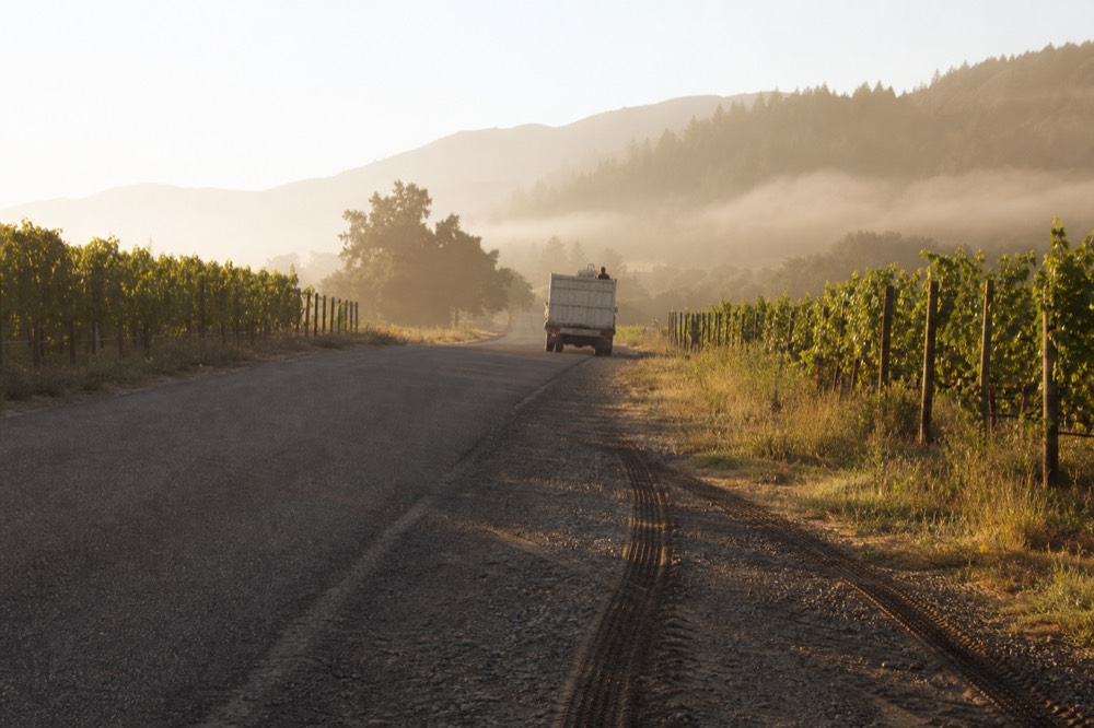 Morning light on an empty valley road with vineyards on both sides