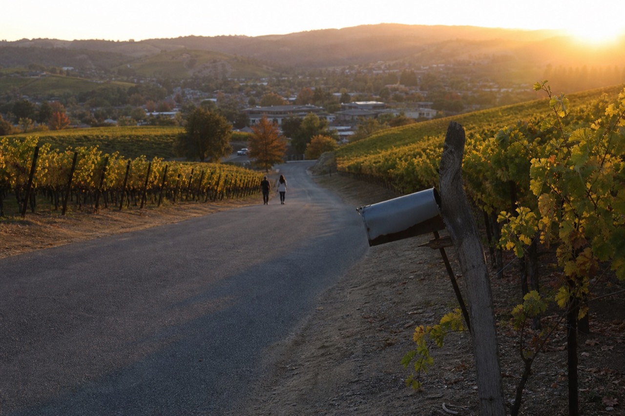 A vineyard-lined road rolling toward a small wine-country town at golden hour