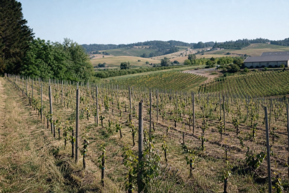 Rows of young Pinot Noir vines on a hillside estate