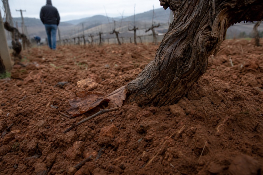 Close view of red volcanic vineyard soil with a vine trunk
