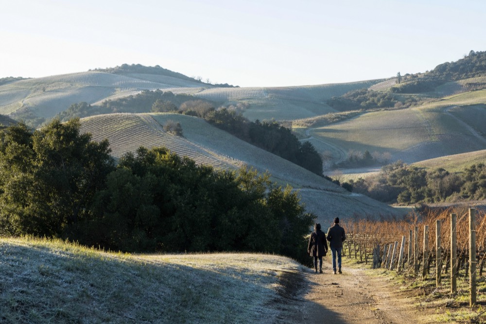 Rolling green hills with vineyard rows in the Willamette Valley