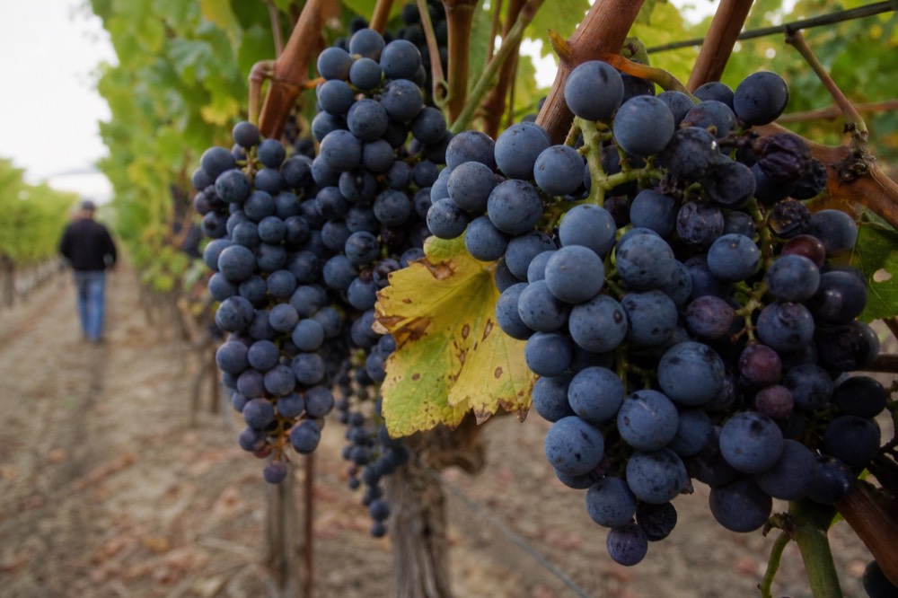 Close view of Pinot Noir grape clusters hanging on the vine