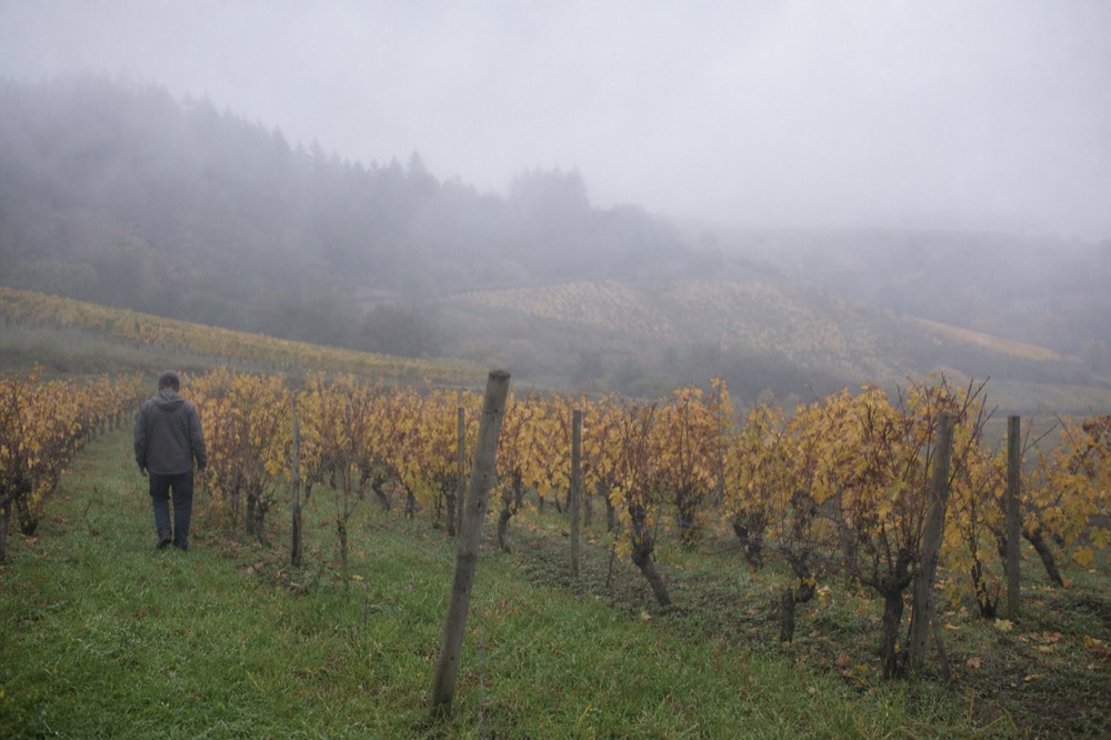 Morning mist over vineyard hills in Oregon wine country