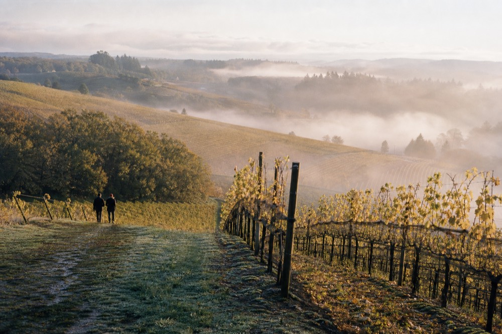 Morning light over rolling vineyard rows in the Dundee Hills with a low fog burning off